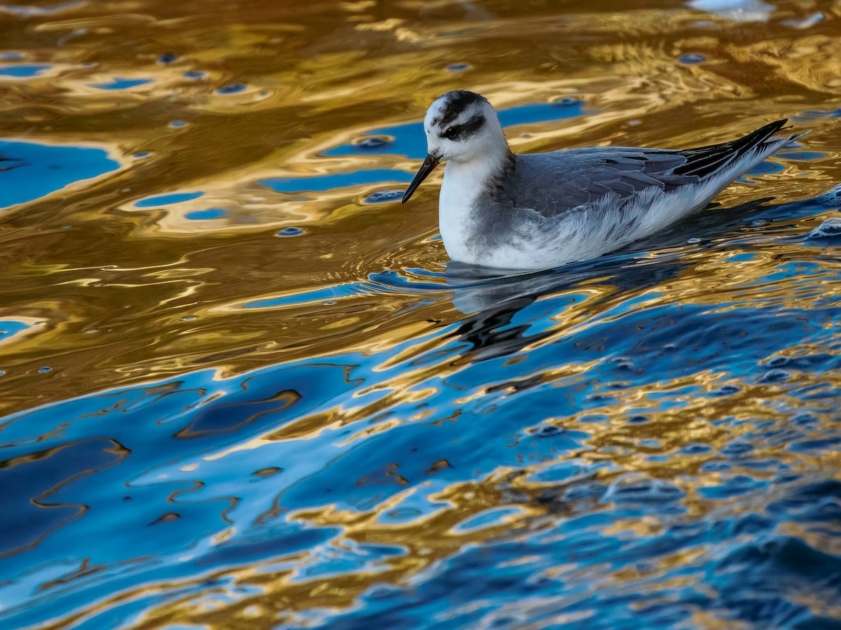 Thorshühnchen - ML646131357