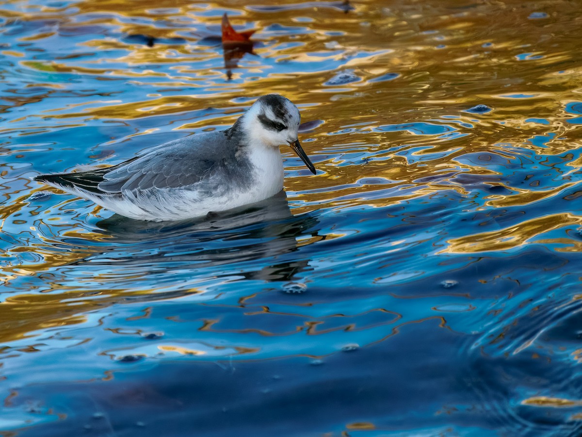 Thorshühnchen - ML646131358