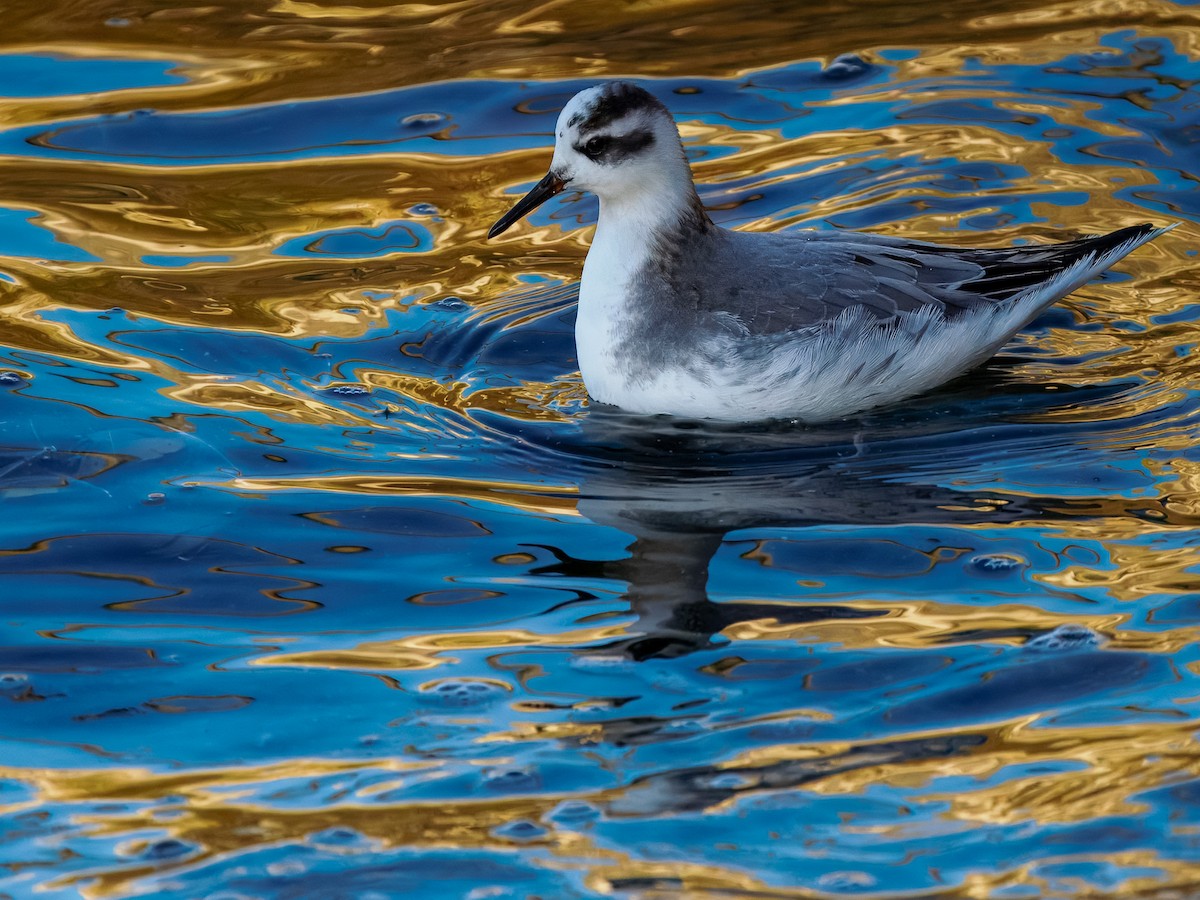 Thorshühnchen - ML646131359