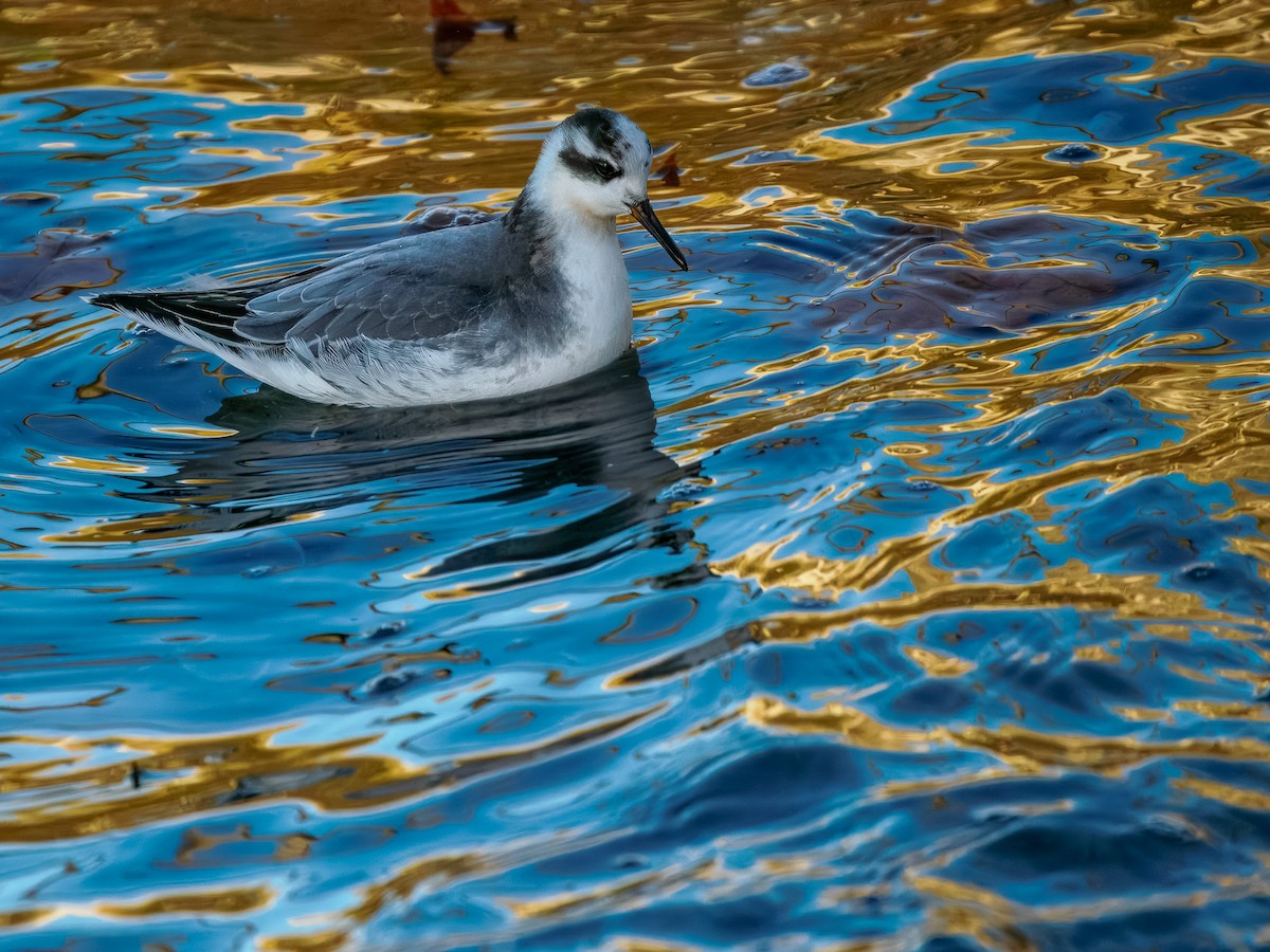 Thorshühnchen - ML646131360