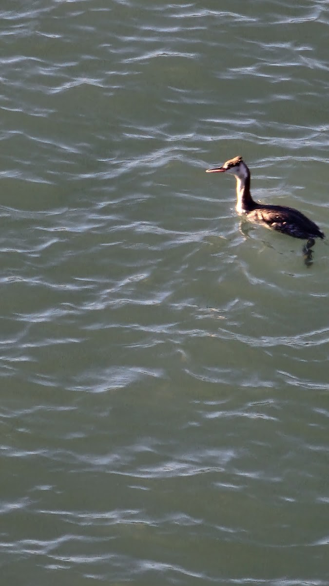 Great Crested Grebe - ML646131361