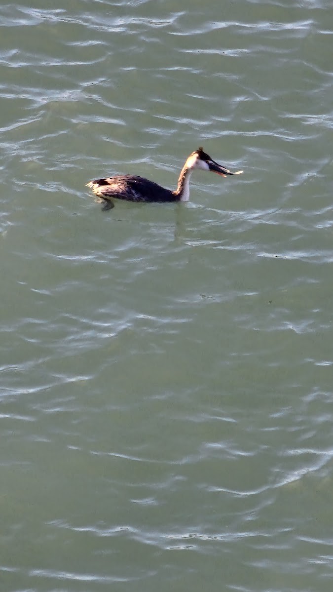 Great Crested Grebe - ML646131362