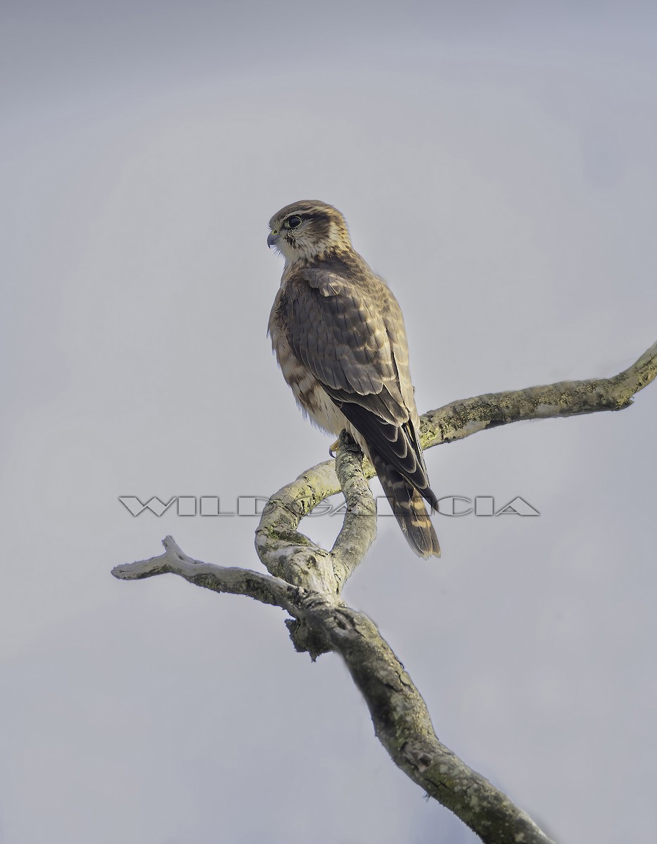 dřemlík tundrový - ML646131364