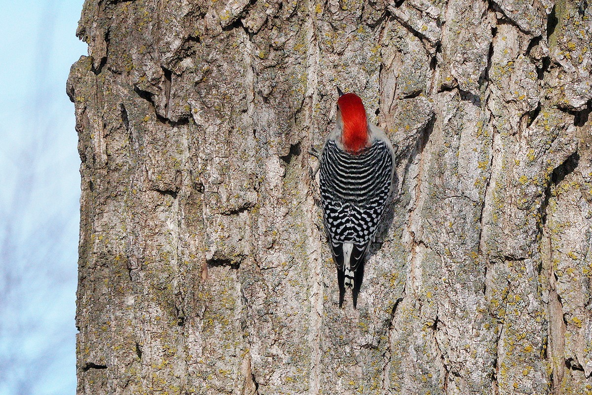 Red-bellied Woodpecker - ML646131367