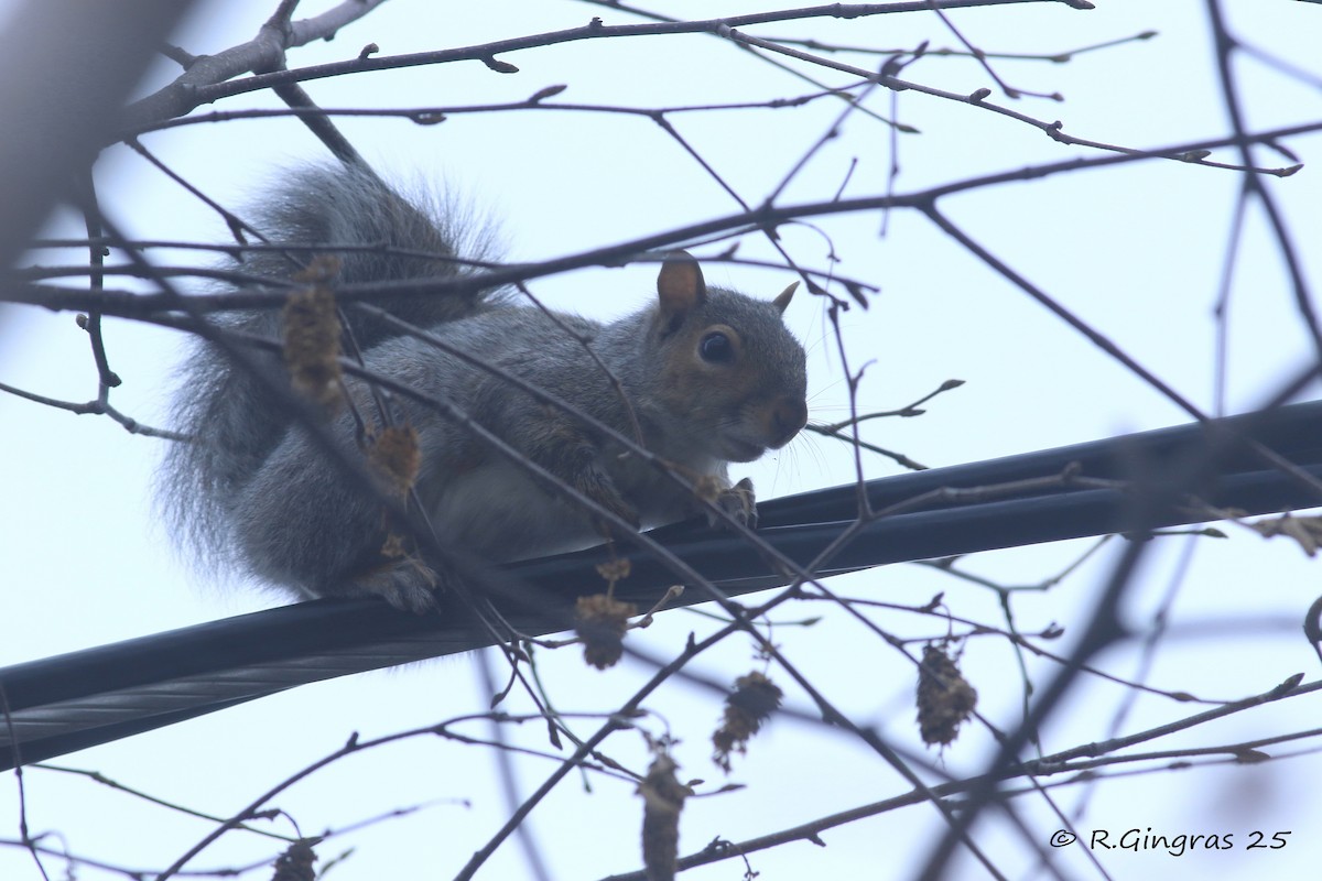 哺乳類 - ML646131372