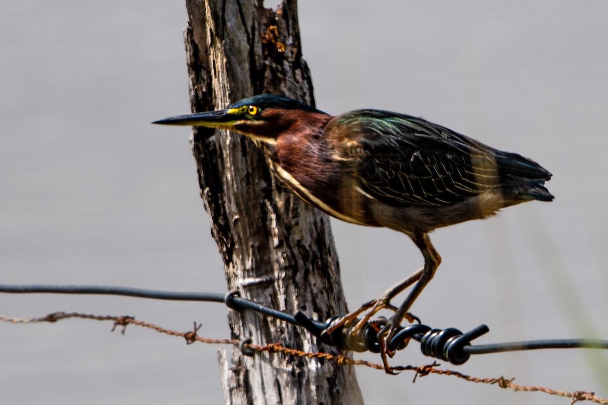 Green Heron - ML646131373