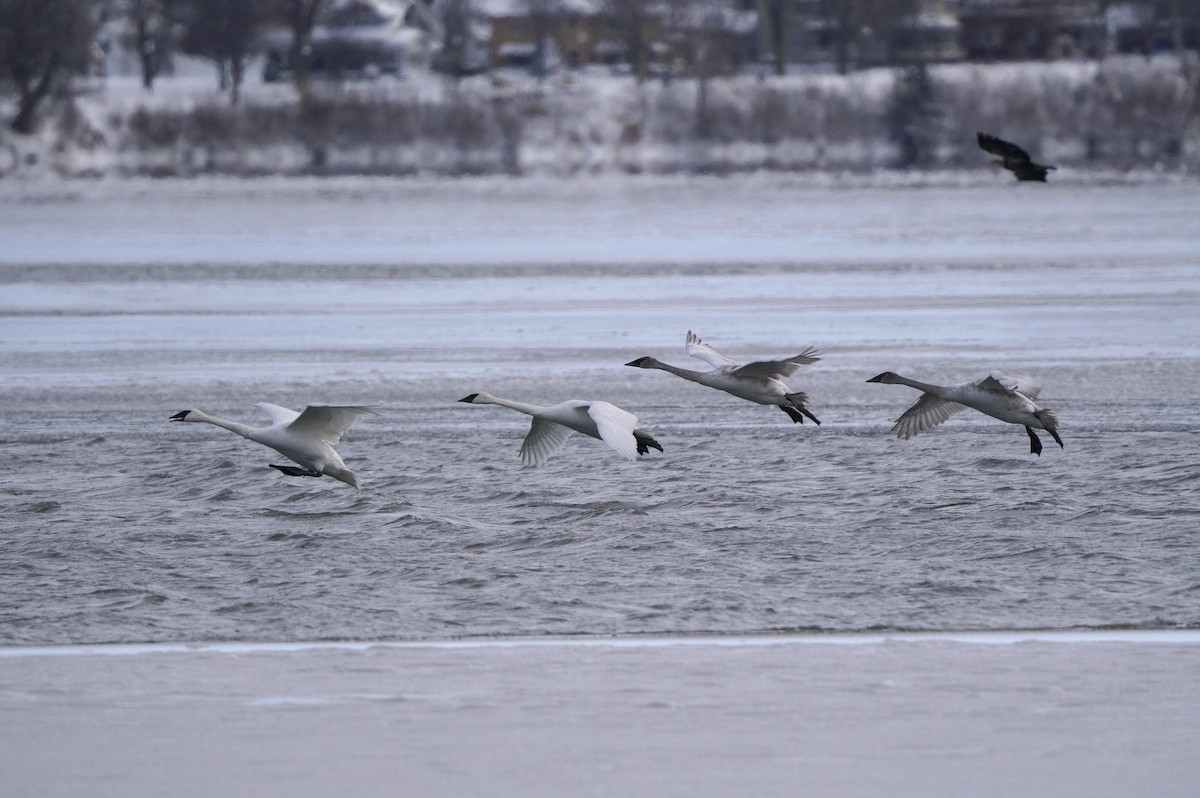 Trumpeter Swan - ML646131376