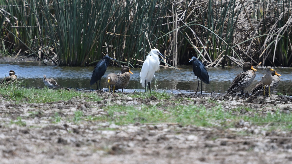 Cerceta Hotentote - ML646131384