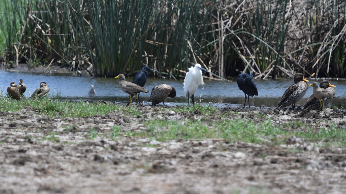 Cerceta Hotentote - ML646131385