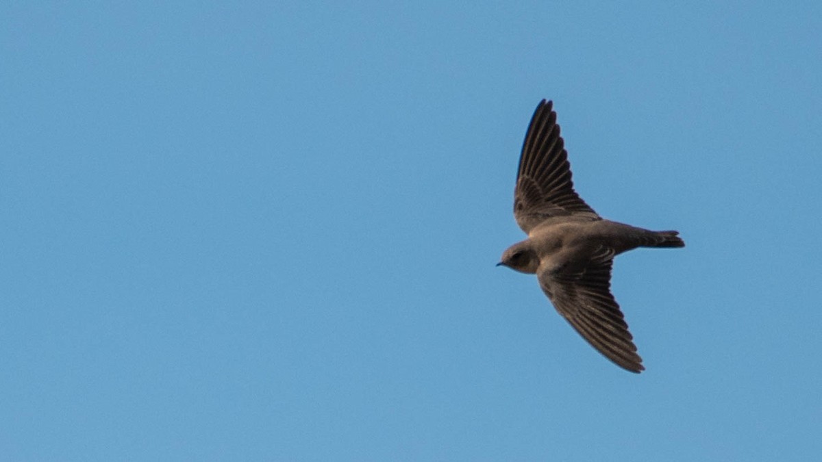 Avión Roquero - ML646131389