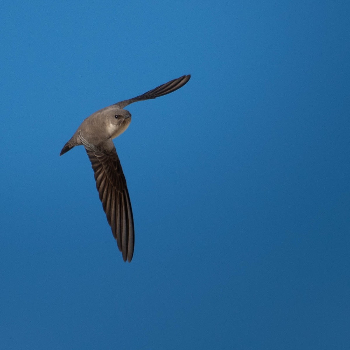 Avión Roquero - ML646131391