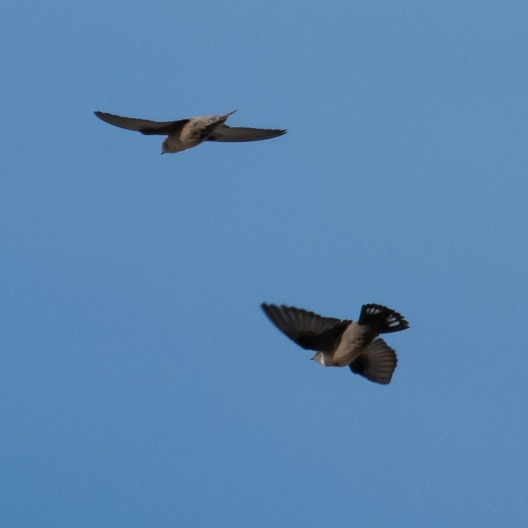 Avión Roquero - ML646131393