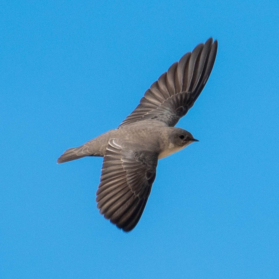 Avión Roquero - ML646131395