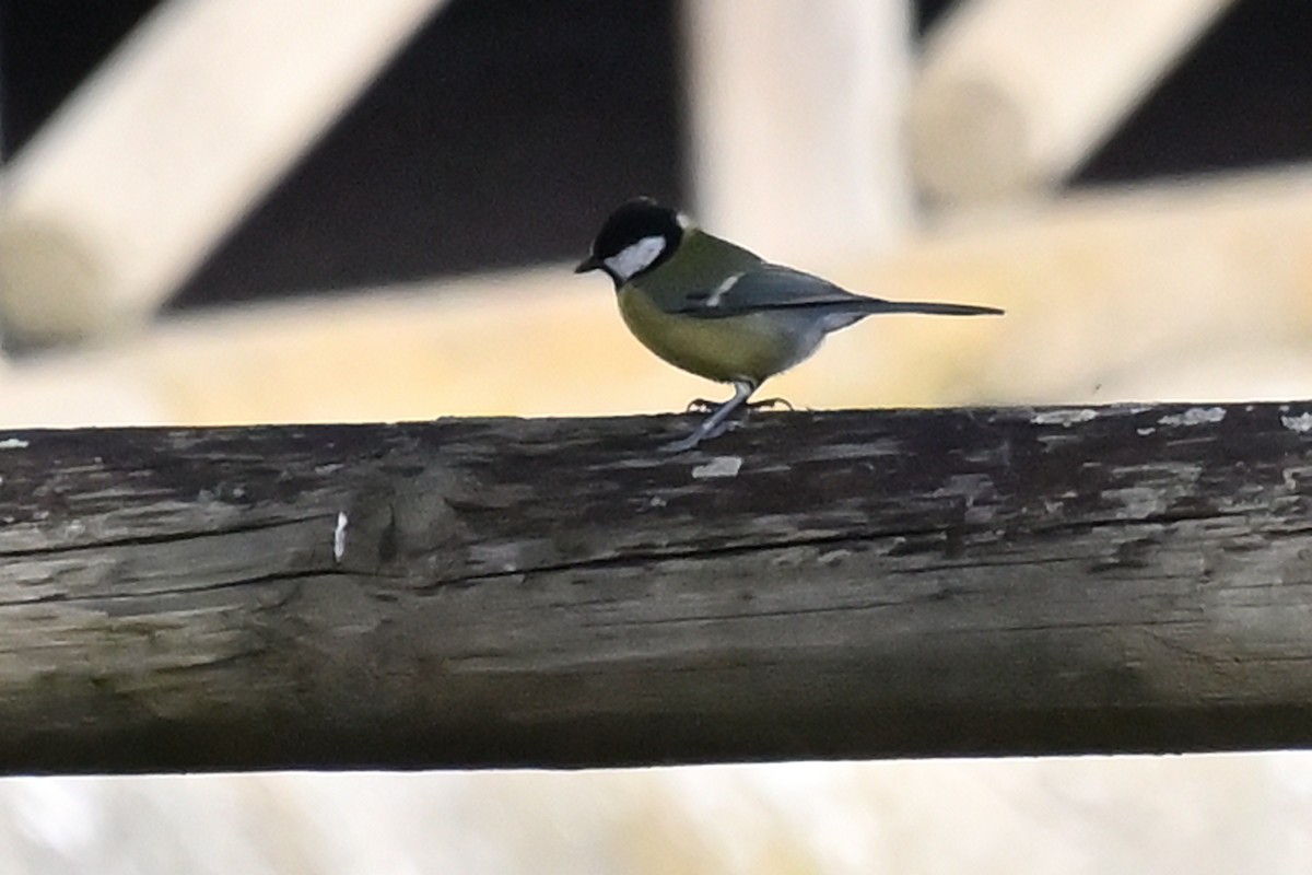 Carbonero Común - ML646131397