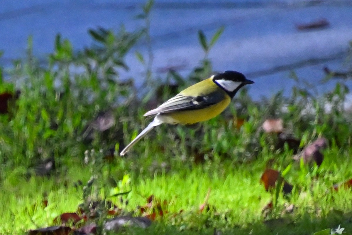 Carbonero Común - ML646131398