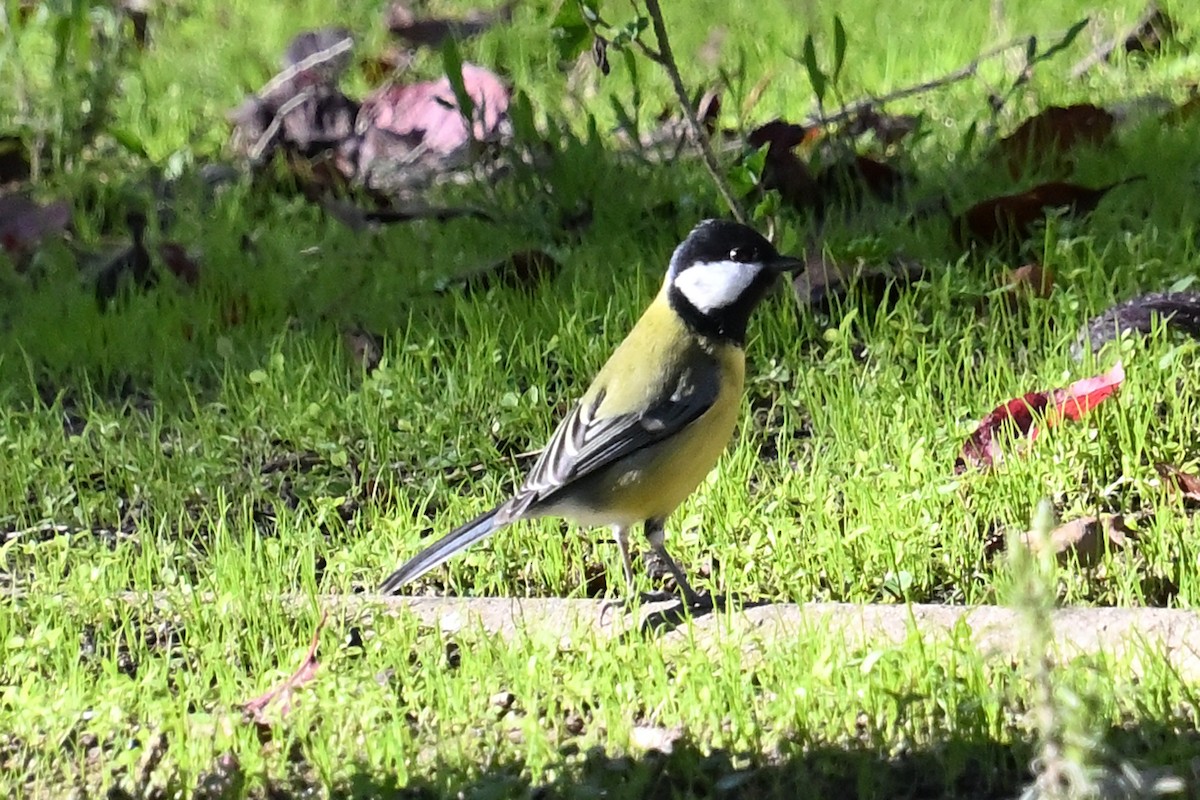 Carbonero Común - ML646131399