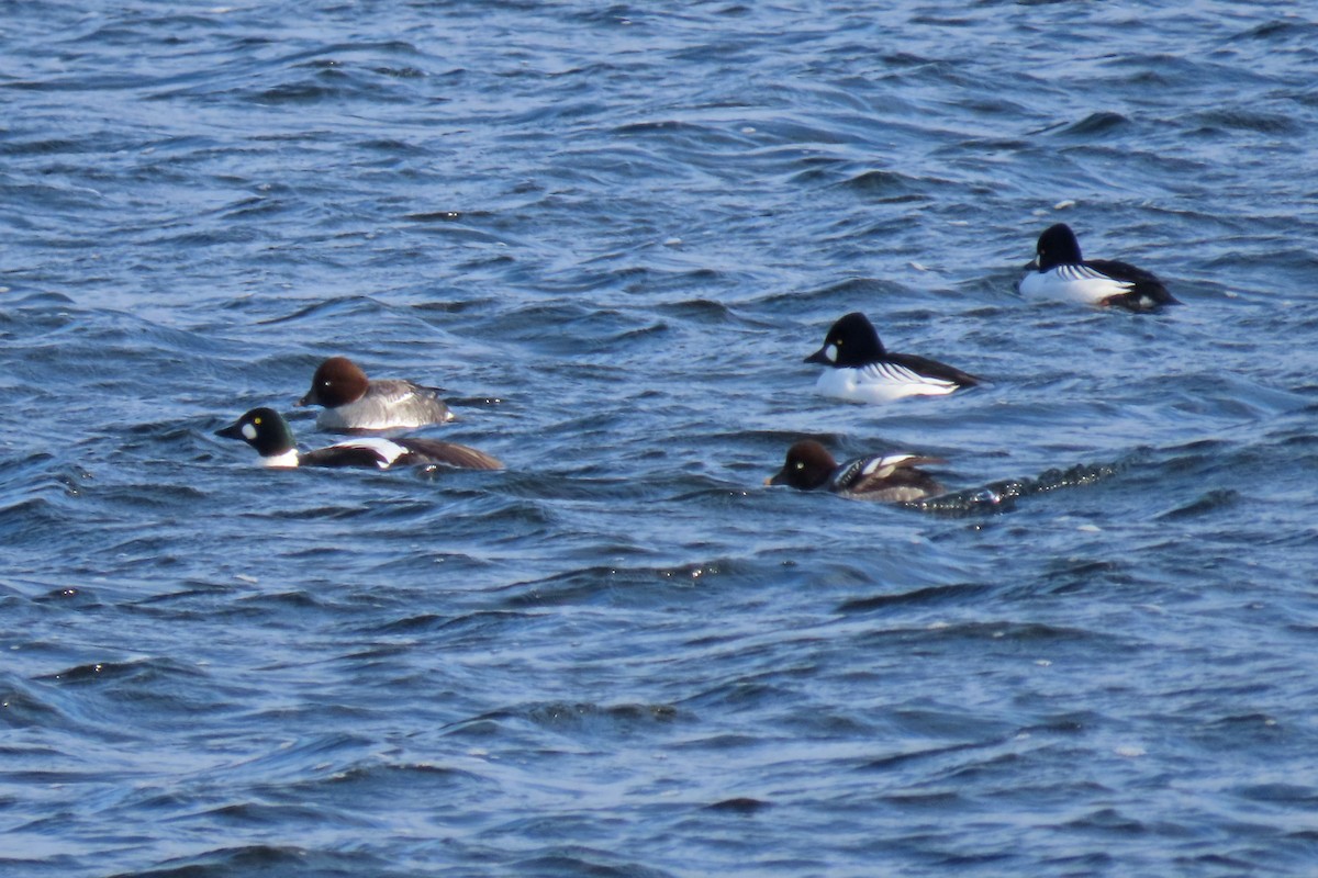 Porrón Osculado - ML646131400