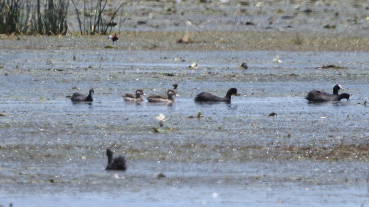 Ánade Piquirrojo - ML646131401