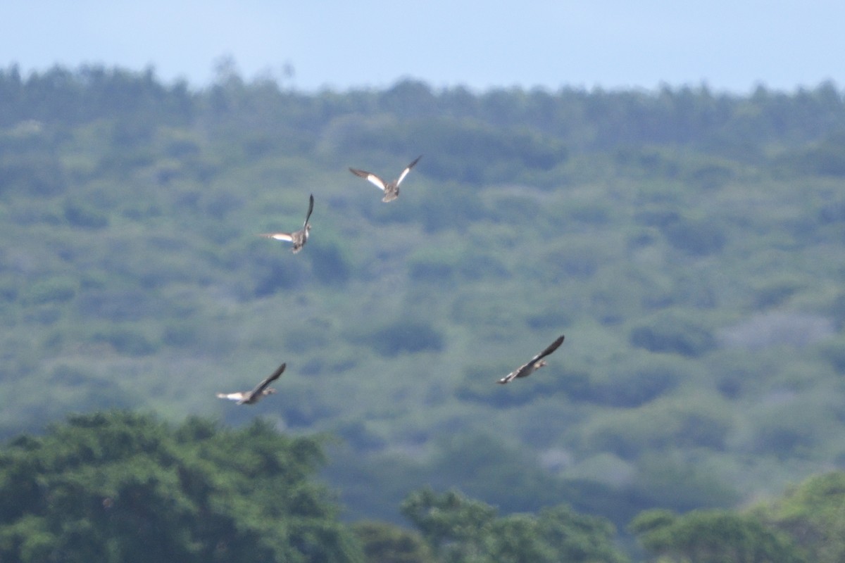 Ánade Piquirrojo - ML646131402