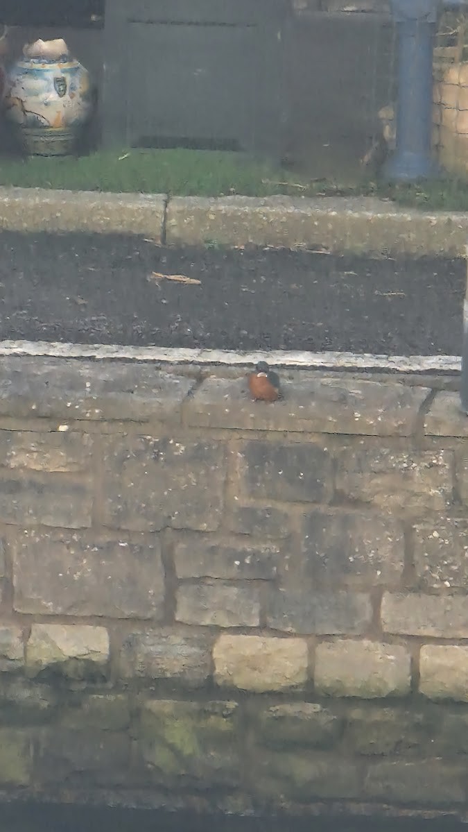 Martín Pescador Común - ML646131403