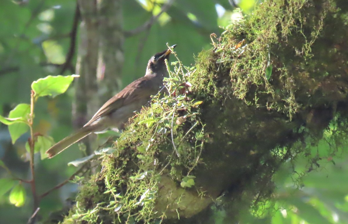 Mielero Embridado - ML646131404