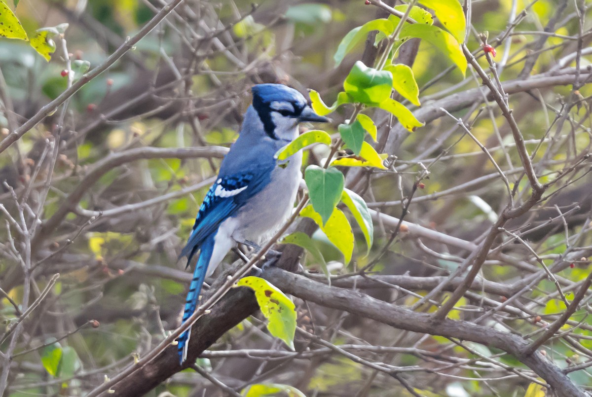 Chara Azul - ML646131405