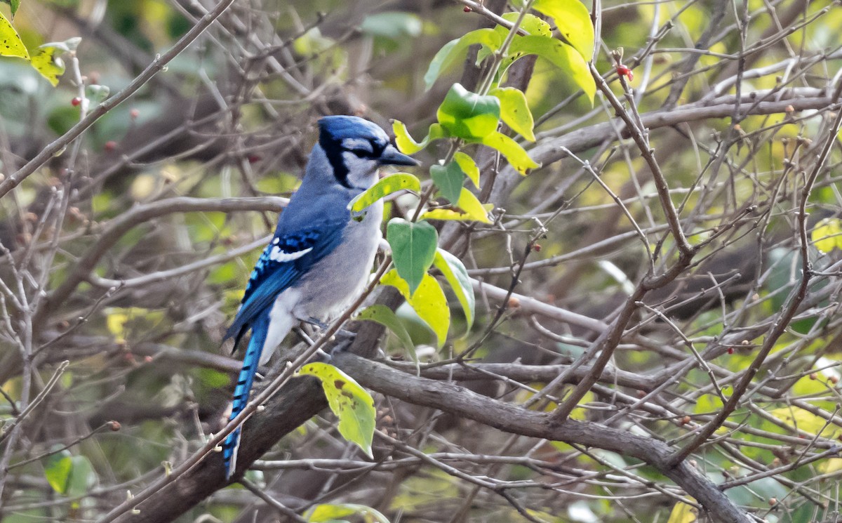 Chara Azul - ML646131406