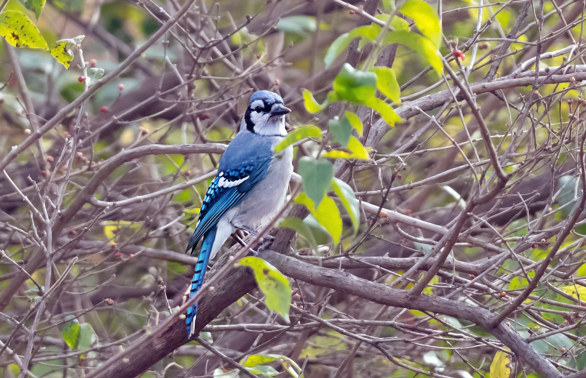 Chara Azul - ML646131407