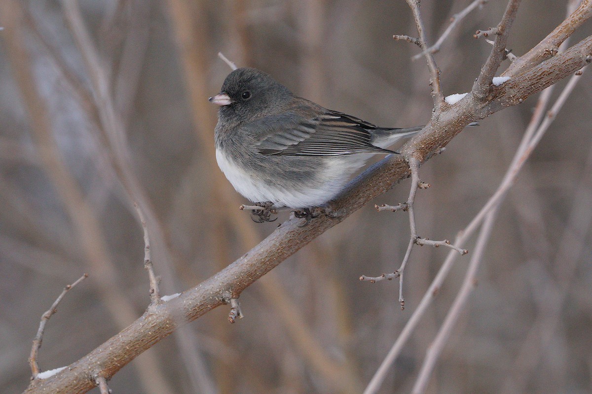 Junco Ojioscuro - ML646131408