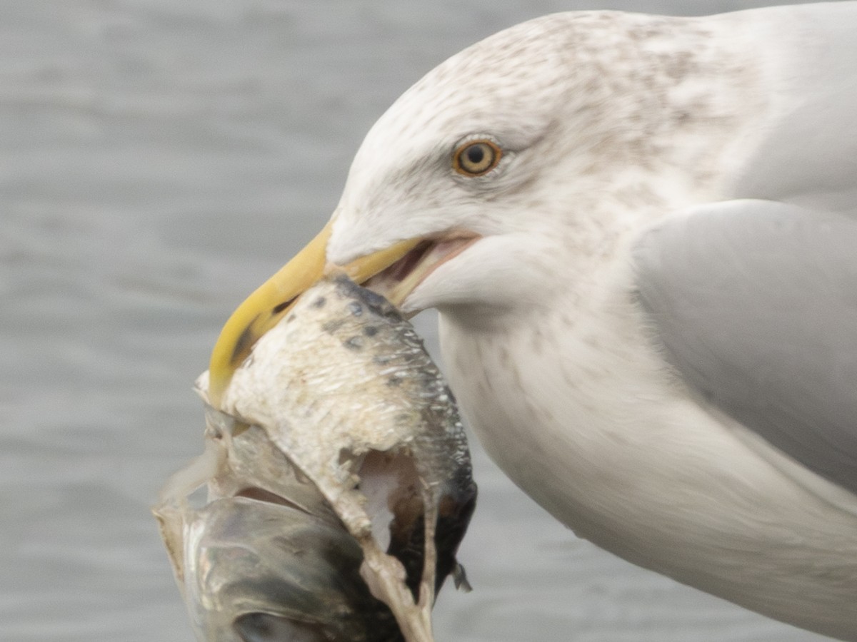 Gaviota Argéntea Americana - ML646131409