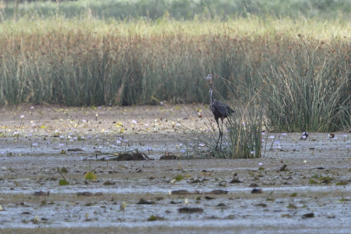 Garza Goliat - ML646131410