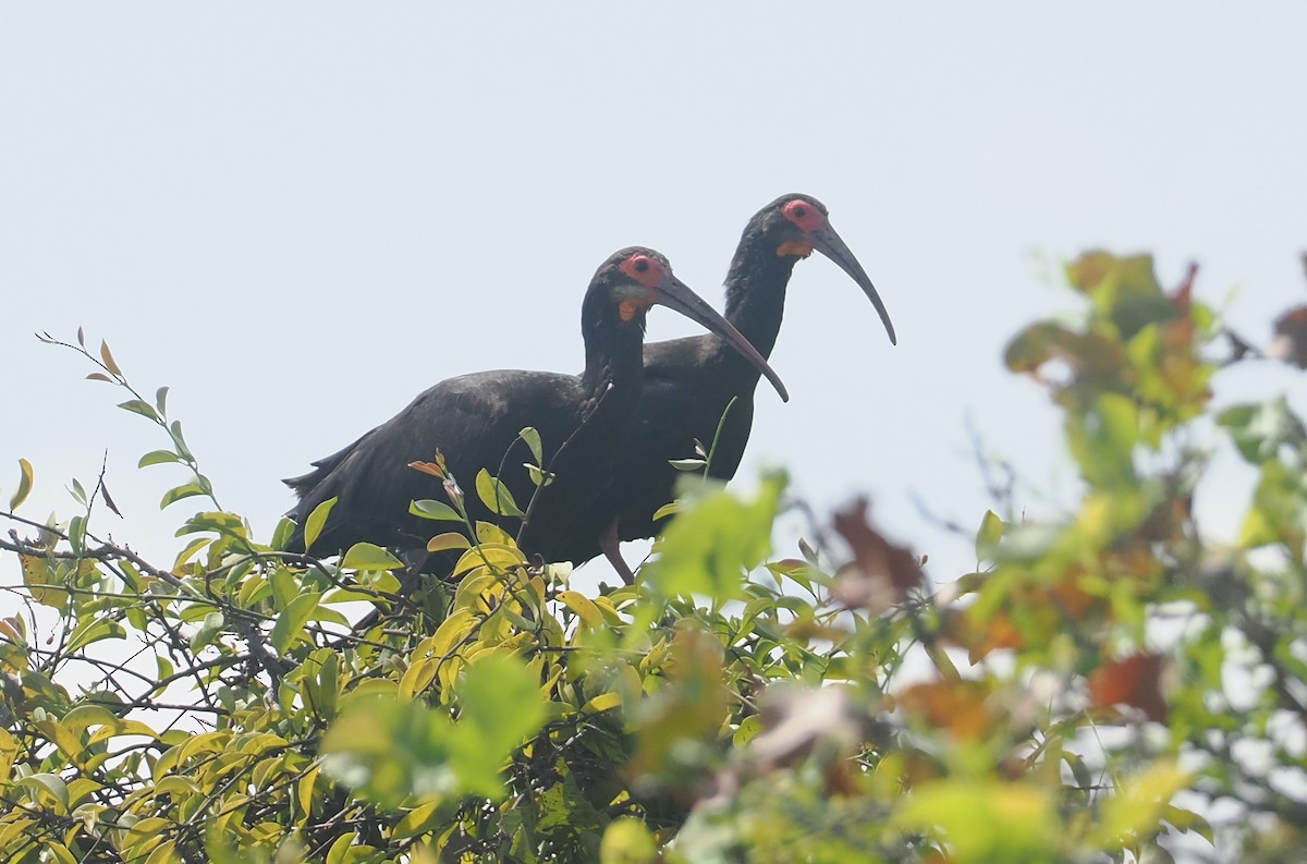 Ibis Rabudo - ML646131411