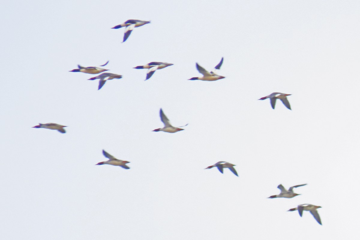 Serreta Grande - ML646131412