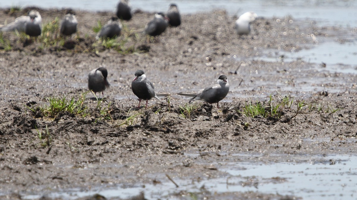 Fumarel Cariblanco - ML646131413