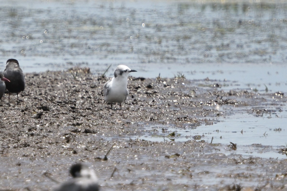 Fumarel Aliblanco - ML646131414