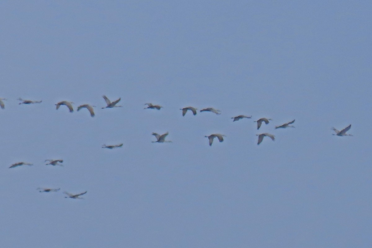 Grulla Canadiense - ML646131415