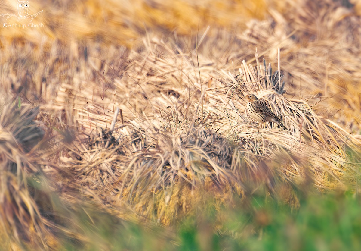 Red-throated Pipit - ML646131416