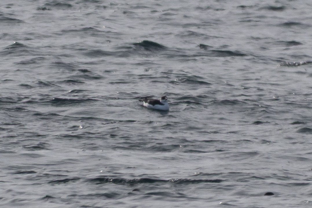 Alca Común - ML646131417