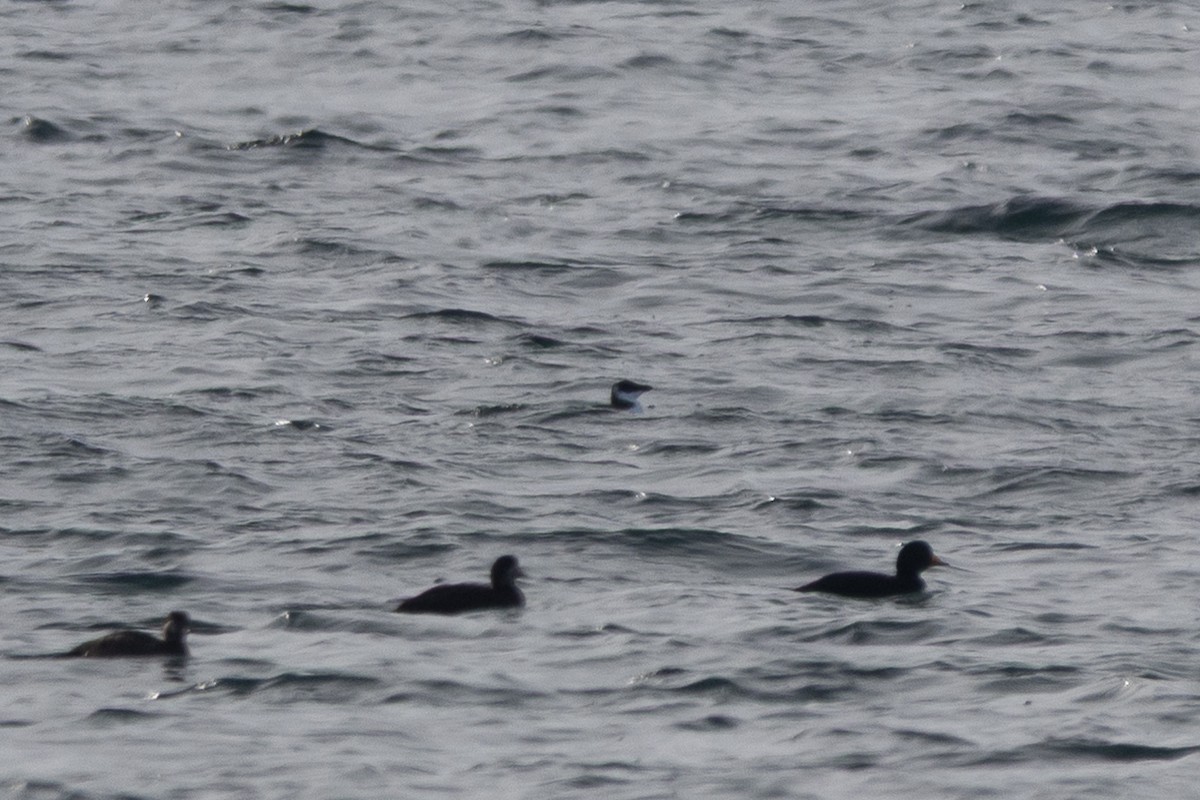 Alca Común - ML646131418