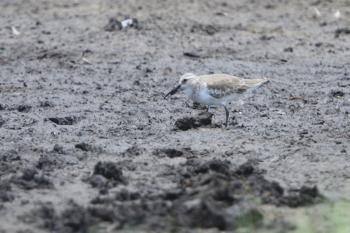 Correlimos Zarapitín - ML646131419