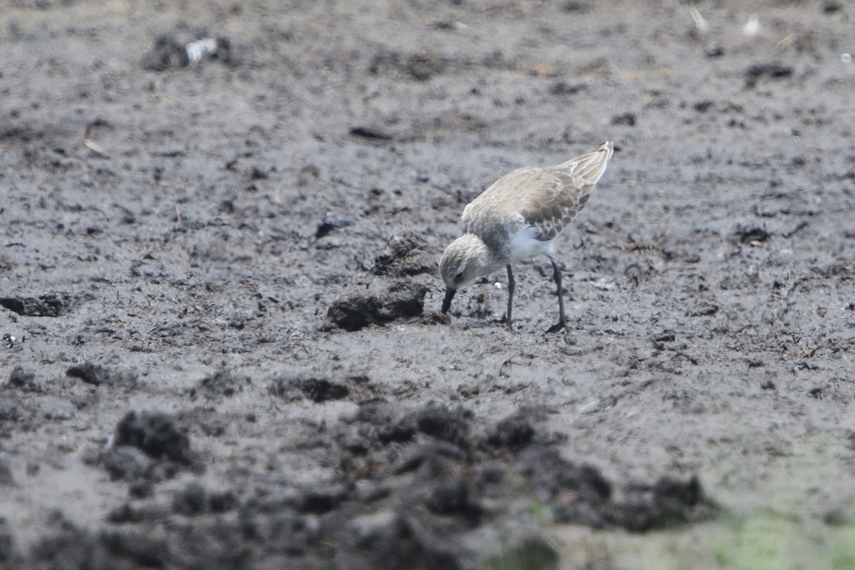 Correlimos Zarapitín - ML646131420