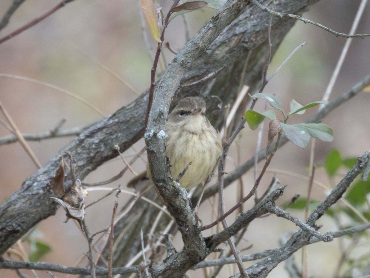 Palm Warbler - ML646131422