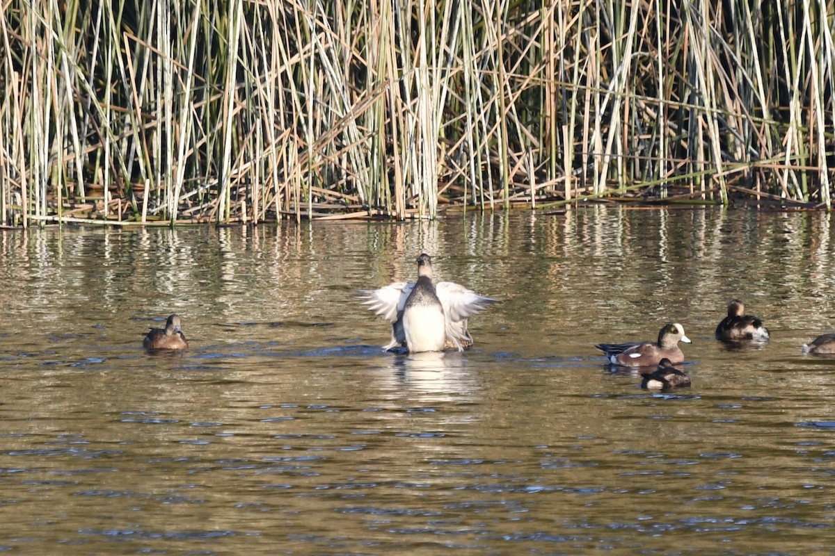 Бор нугас - ML646131424