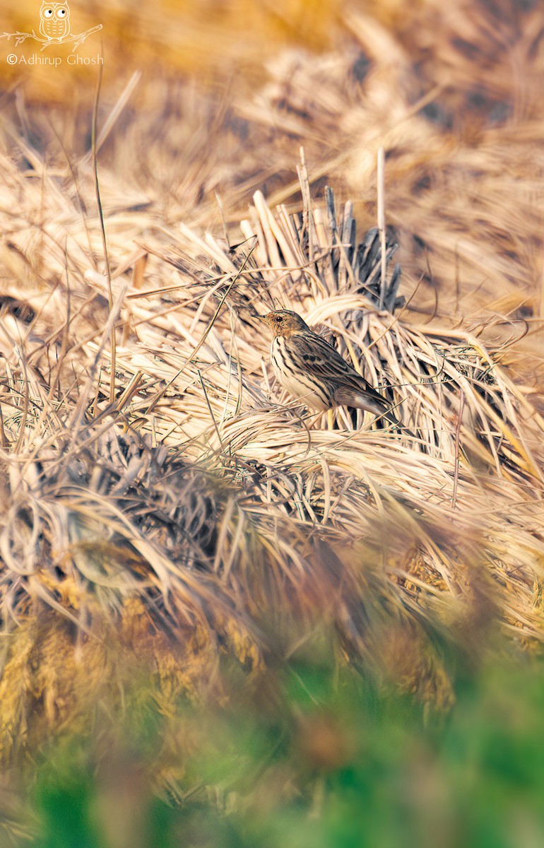 Red-throated Pipit - ML646131425