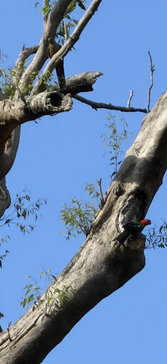 Australian King-Parrot - ML646131426