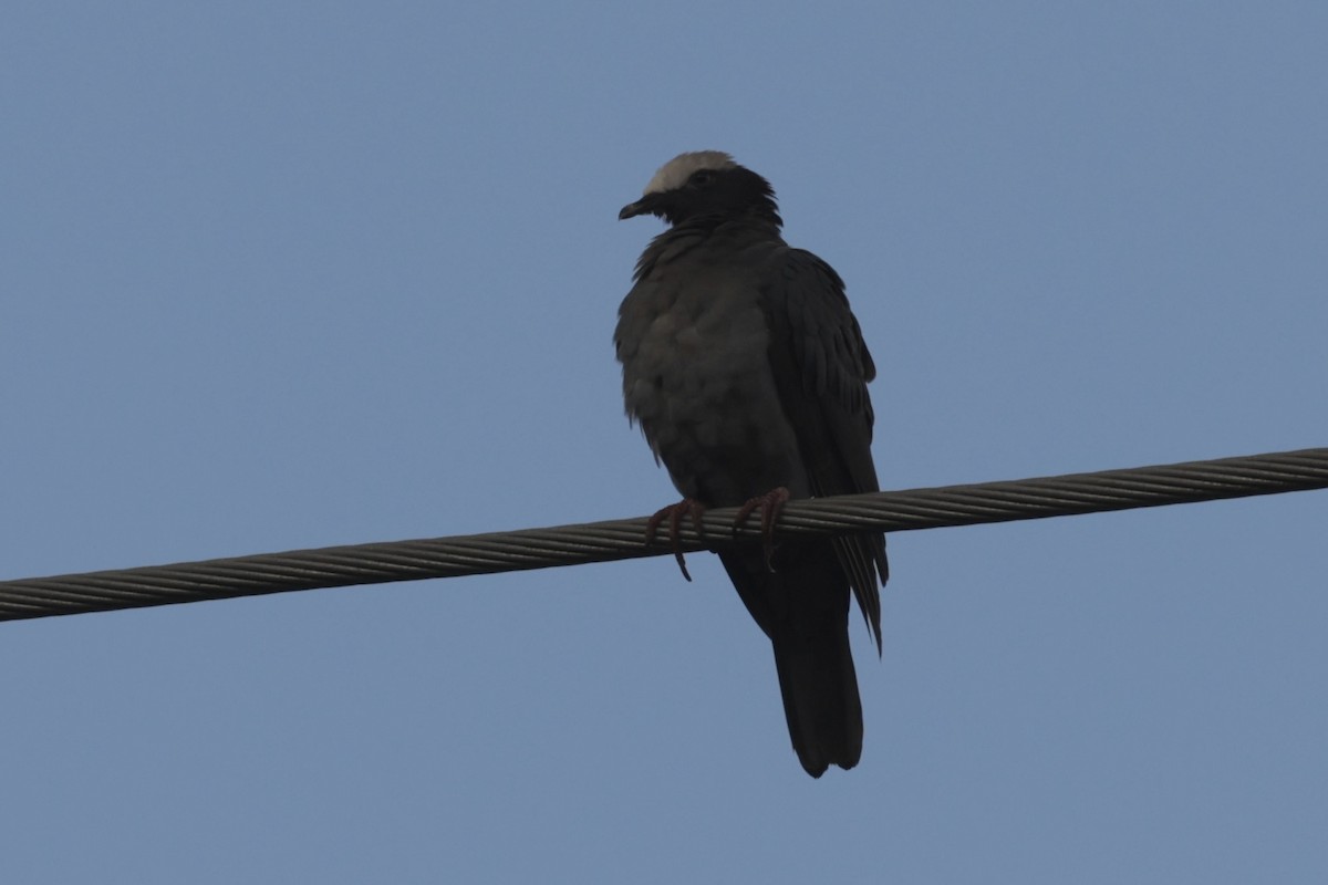 holub antilský - ML646131428