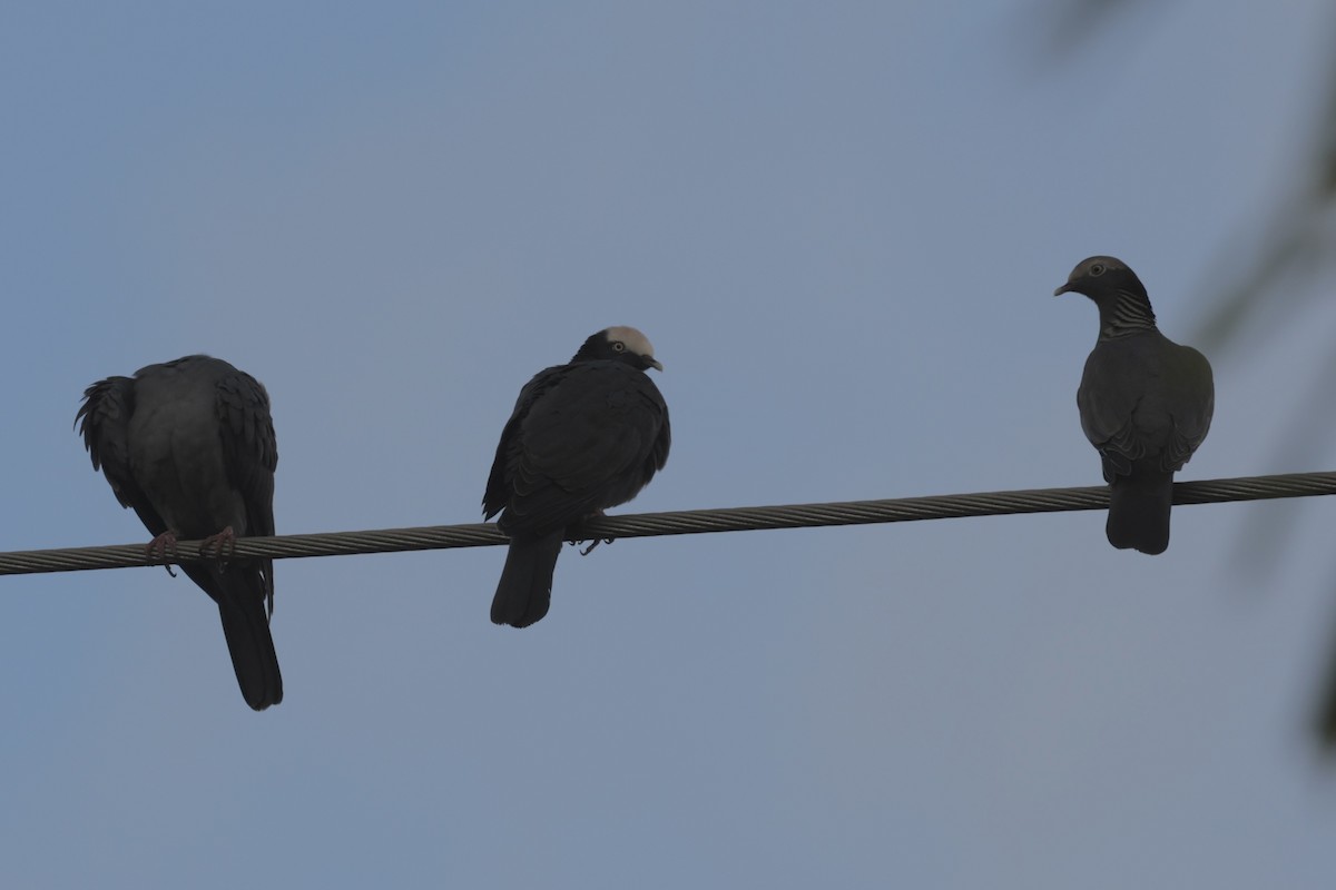 holub antilský - ML646131429