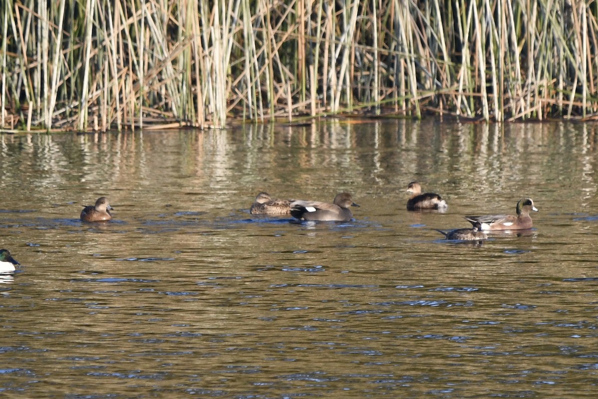 Бор нугас - ML646131432