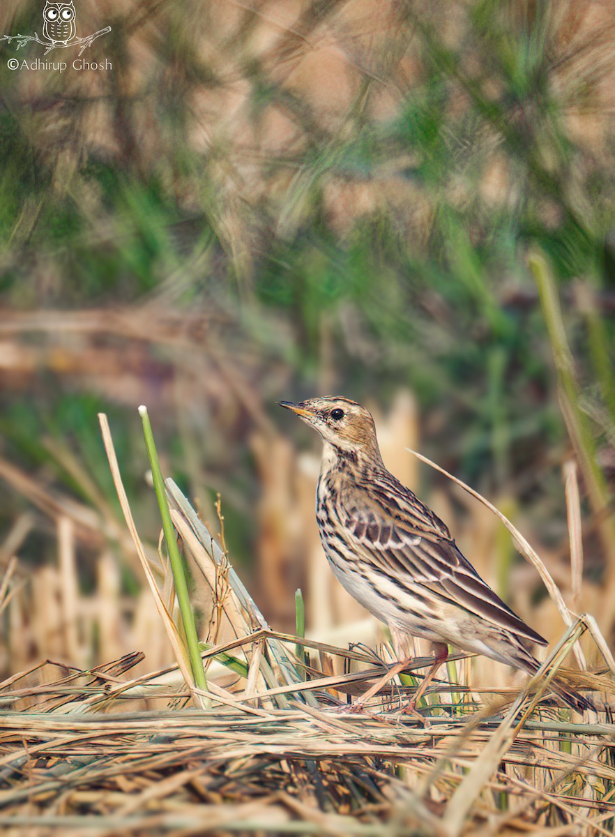 Red-throated Pipit - ML646131434