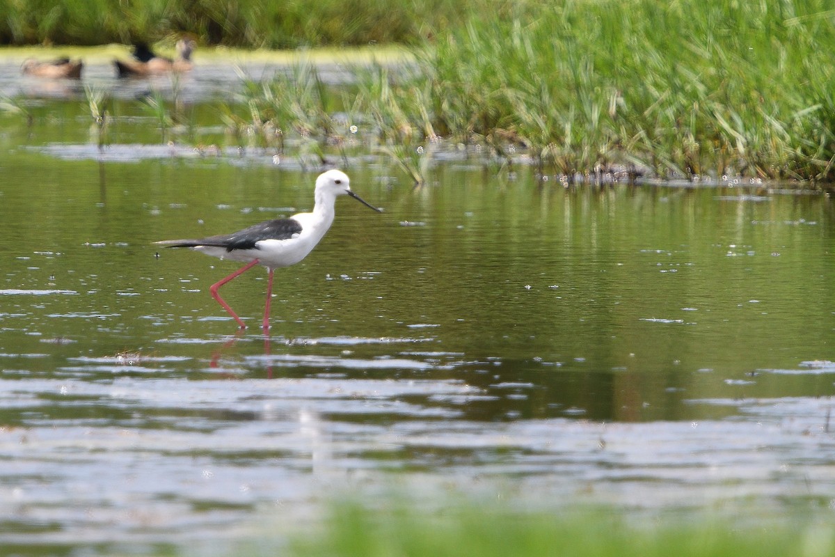 Black-winged Stilt - ML646131435